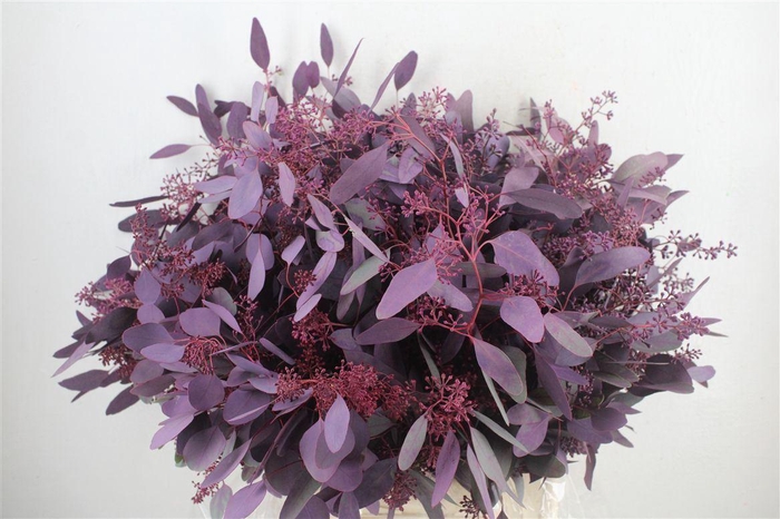 <h4>Euca Populus Berry 300gr Abs Lilac P Bunch</h4>