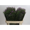 Aster Casarosa