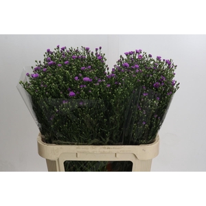 Aster Casarosa