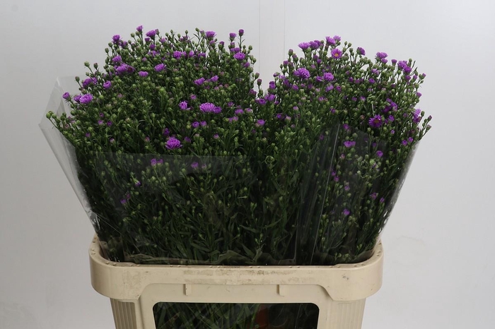 <h4>Aster Casarosa</h4>