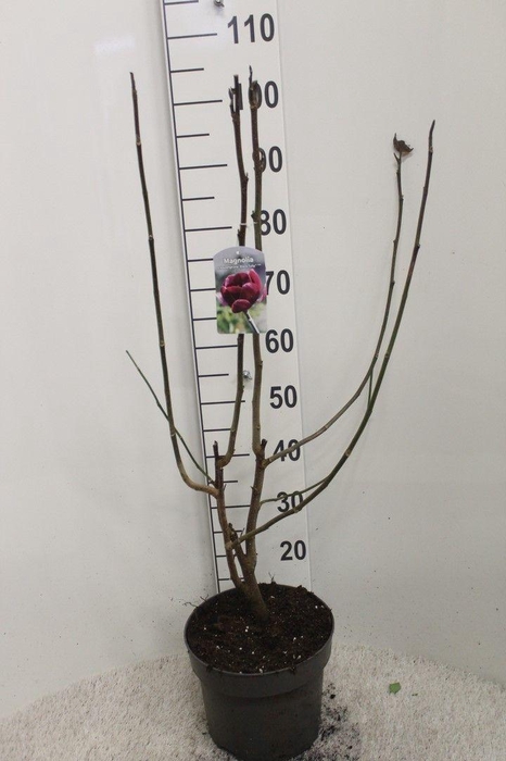 <h4>Magnolia 'Black Tulip' P26 potgedrukt</h4>
