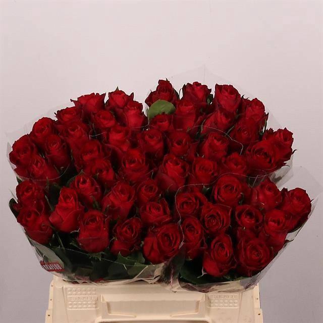 <h4>R GR MADAM RED</h4>