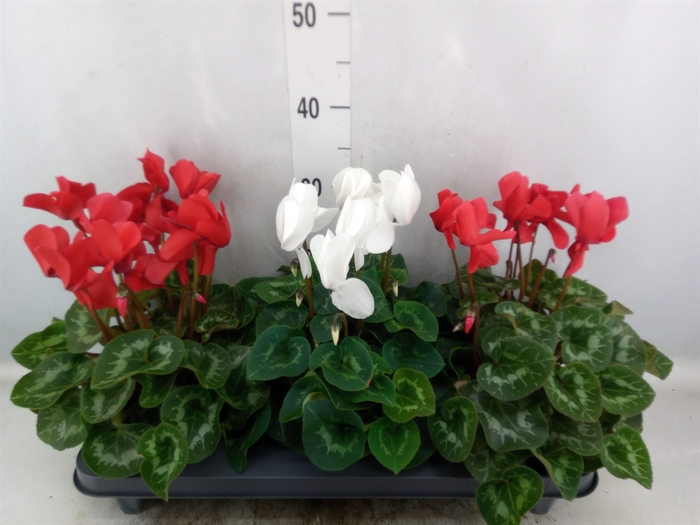 <h4>Cyclamen GR 'Leopardo'</h4>