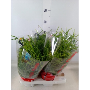 Rhipsalis heteroclada