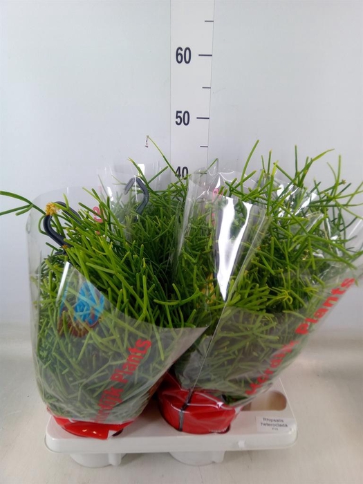 <h4>Rhipsalis heteroclada</h4>