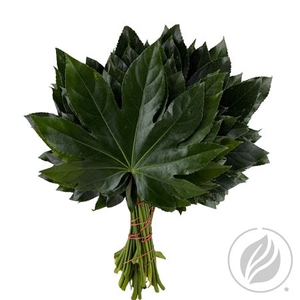 ARALIA 40CM