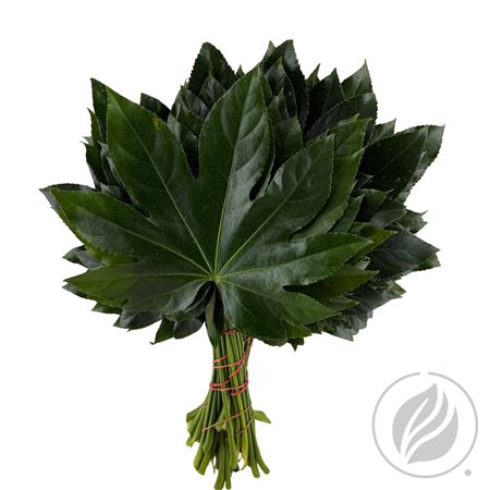 <h4>ARALIA 40CM</h4>