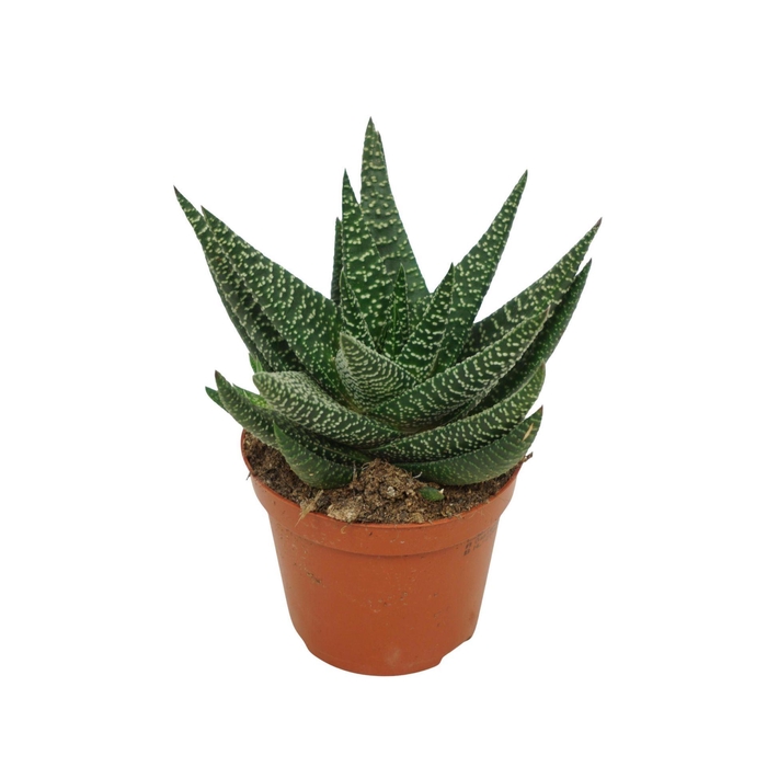 <h4>Gasterhaworthia x 'Royal Highness'</h4>