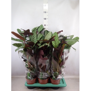 Calathea   ...mix