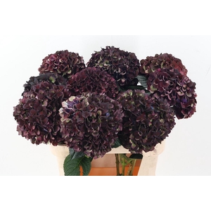 Hydr M Mag Ruby Cl P