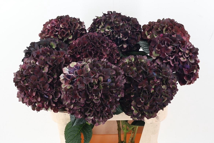 <h4>Hydr M Mag Ruby Cl P</h4>