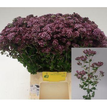 <h4>Origanum vulgare subsp. gracile 'Charm Purple'</h4>