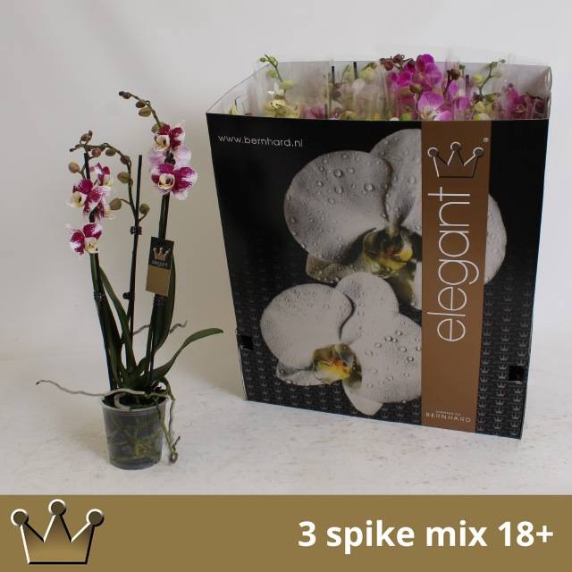 <h4>PHAL GEM 7 KL</h4>