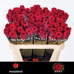R Gr Red Naomi Marjoland 33