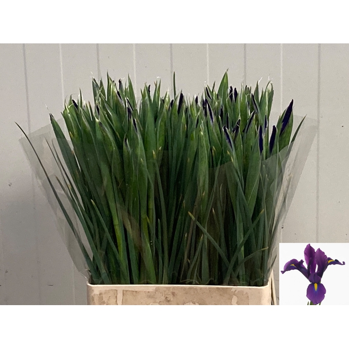 <h4>IRIS HONG KONG</h4>