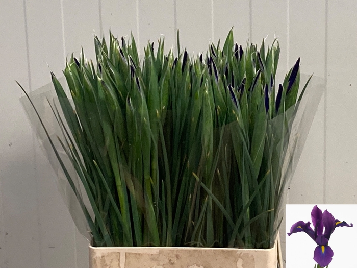 IRIS HONG KONG