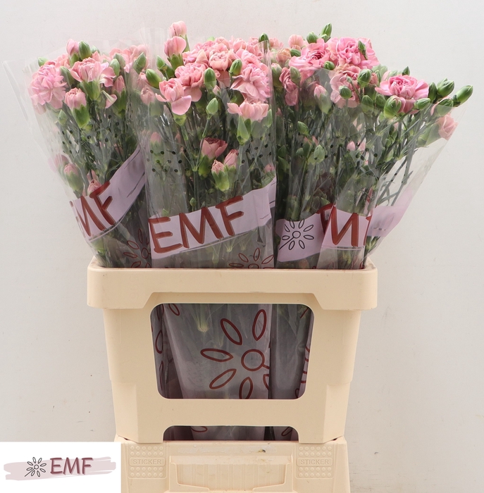 <h4>Di Tr Miss Bella</h4>