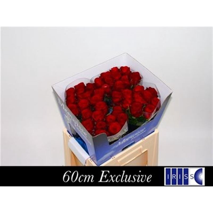 <h4>Rosa gr Red Naomi!</h4>