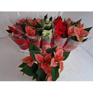 EUPH POINSETTIA MIX P11