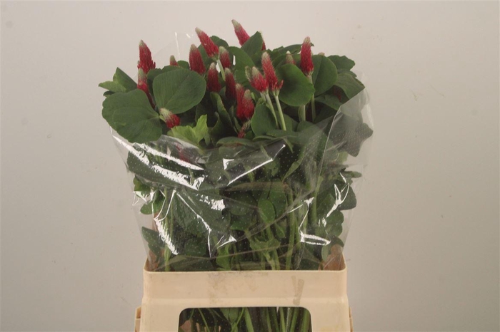 <h4>Trif Purpureum</h4>