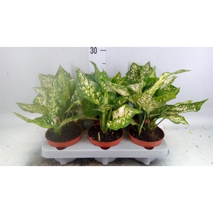 Aglaonema   ...