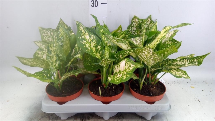 <h4>Aglaonema   ...</h4>