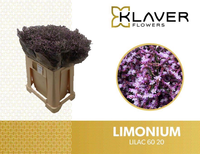 <h4>LIM SAF LILAC</h4>