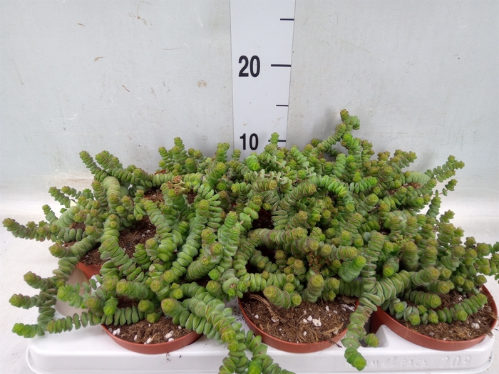 <h4>Crassula marnieriana</h4>