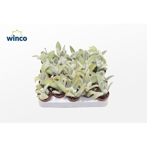 Kalanchoe Tomentosa Vilosa