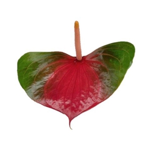 Anthurium love exiting