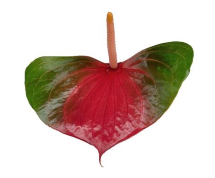 <h4>Anthurium love exiting</h4>