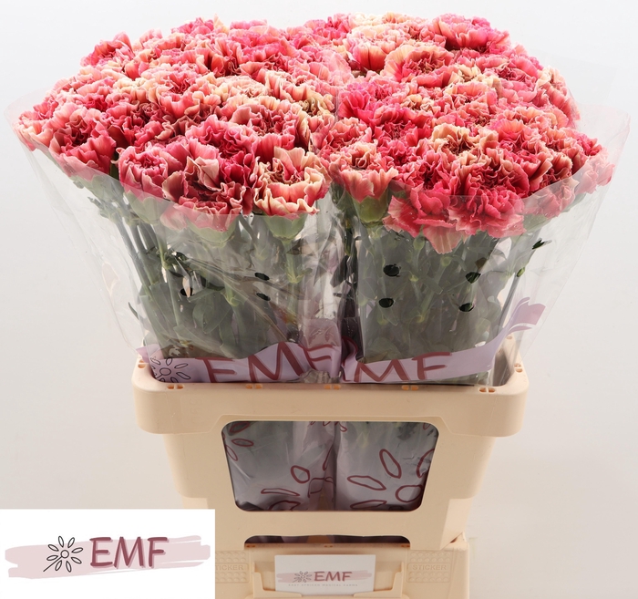 <h4>Di St Ipanema</h4>