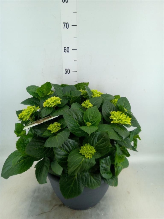 <h4>Hydrangea mac.</h4>