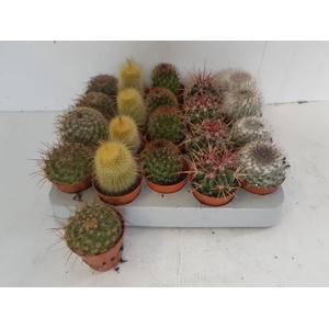 Mammillaria mix (Cites) 5,5Ø 10cm