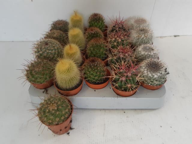 Mammillaria mix (Cites) 5,5Ø 10cm
