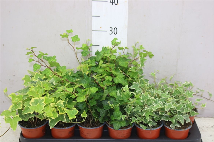 <h4>Hedera He Gemengd</h4>
