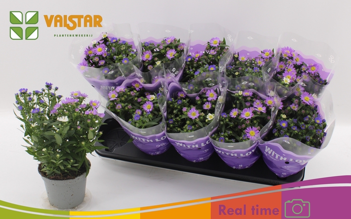 <h4>ASTER NB OV</h4>