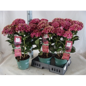 Hydrangea mac.