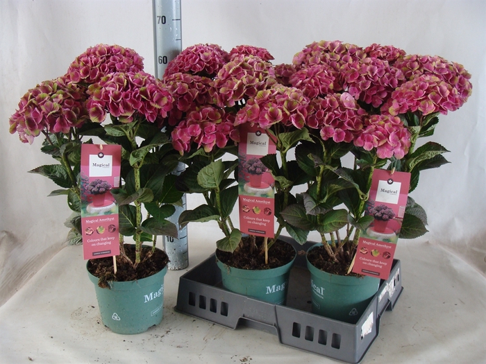 <h4>Hydrangea mac.</h4>