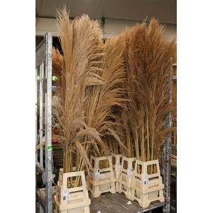 Dried Cortaderia Zaquara Natural Brown 180cm