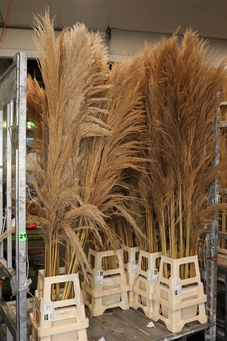 <h4>Dried Cortaderia Zaquara Natural Brown 180cm</h4>