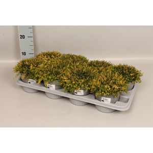 Kruiden I Thymus x citriodorus Aureo