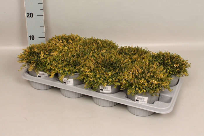 <h4>Kruiden I Thymus x citriodorus Aureo</h4>