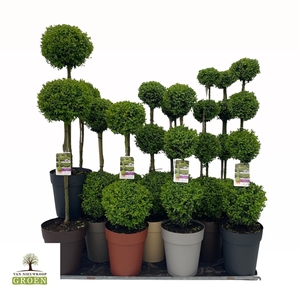 Buxus semp. Mix shelf: 11x Various shapes, pot 27, 3xQuatro-3xTrio-3xDuo-3xStem