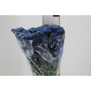 ACHILLEA MILLEFOLIUM AZUL TINTURADA 070 CM
