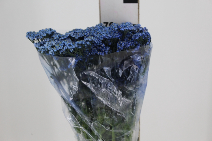 <h4>ACHILLEA MILLEFOLIUM AZUL TINTURADA 070 CM</h4>