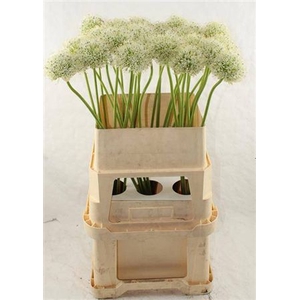 Allium Mount Everest