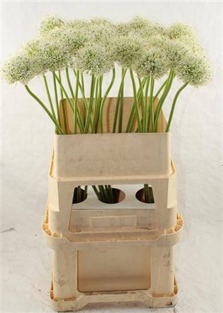 <h4>Allium Mount Everest</h4>