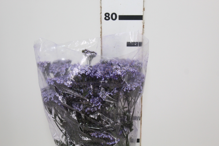 <h4>ACHILLEA MILLEFOLIUM VARIADA 070 CM</h4>