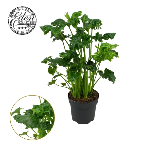 <h4>Philodendron Atlantis 17cm</h4>